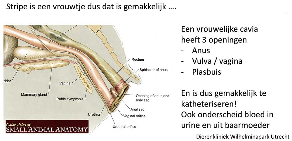 De blaas bij een vrouwelijke cavia is makkelijk te bereiken